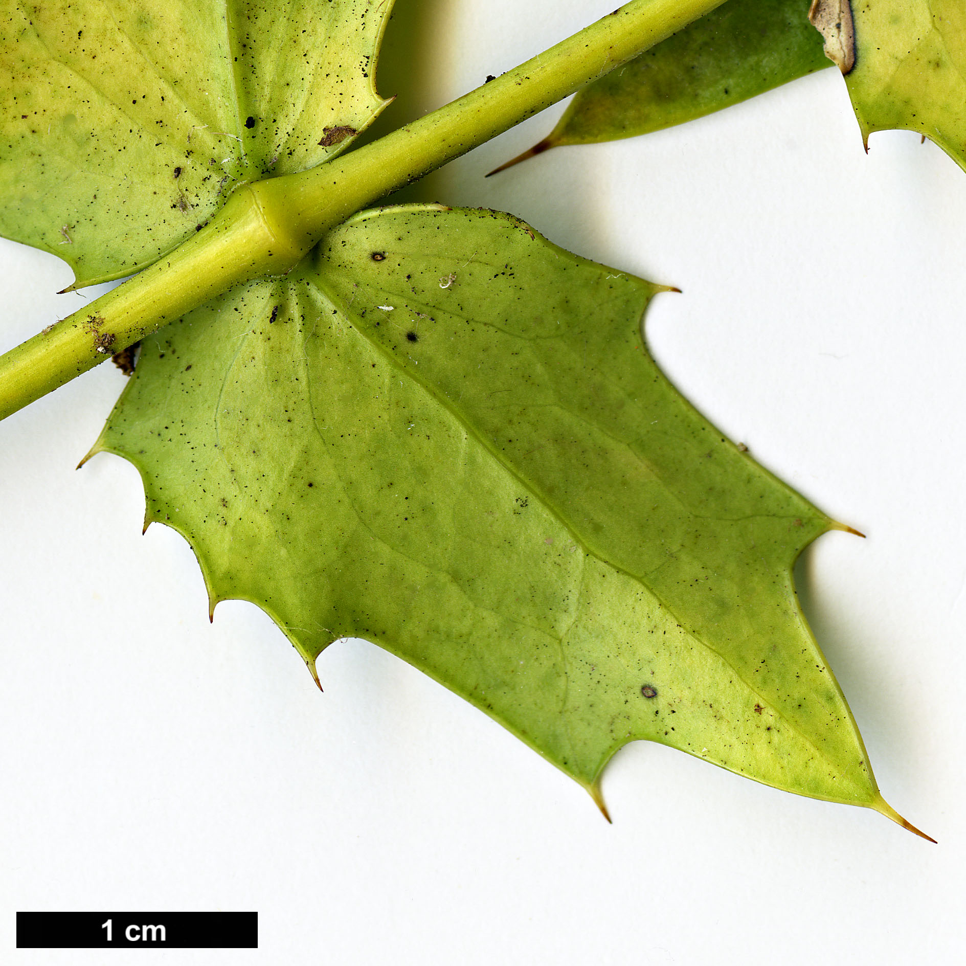 High resolution image: Family: Berberidaceae - Genus: Mahonia - Taxon: oiwakensis - SpeciesSub: subsp. lomariifolia var. tenuifoliola